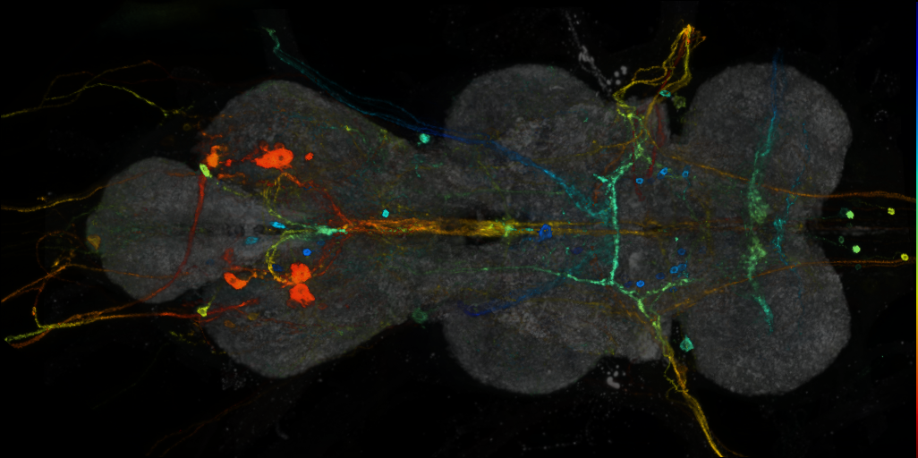 P{VT019303-GAL4} expression pattern