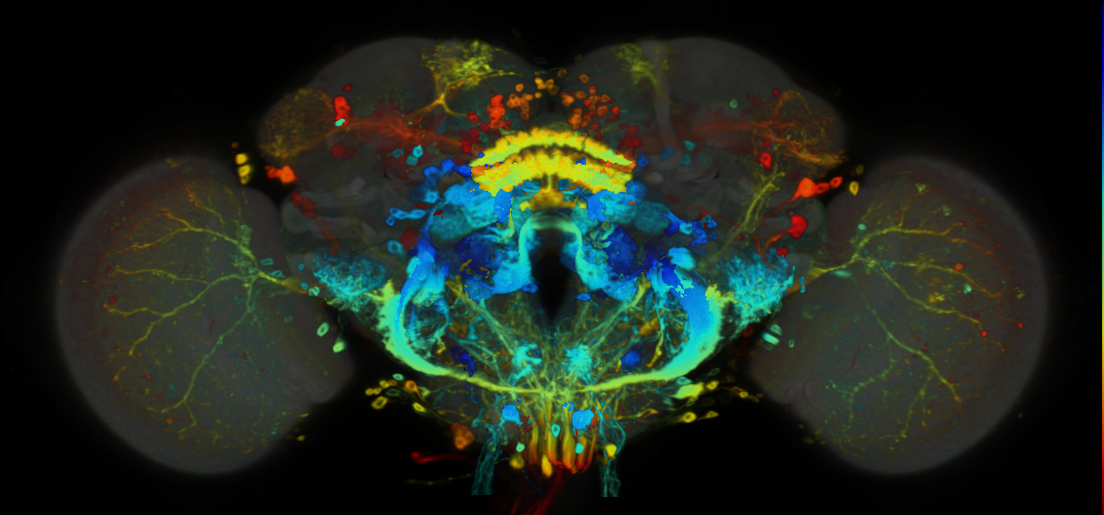 P{VT019317-GAL4} expression pattern