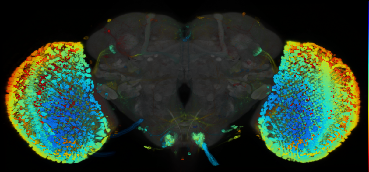 P{VT019330-GAL4} expression pattern