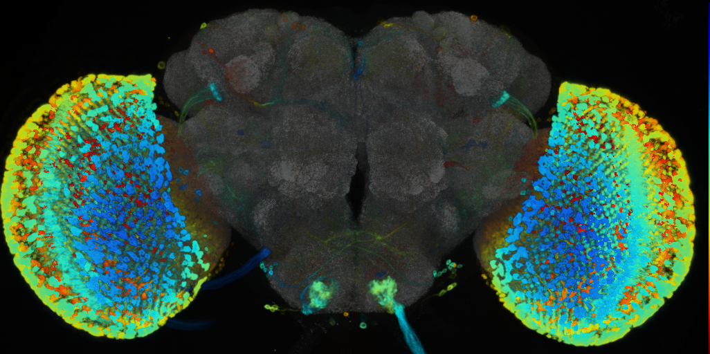 P{VT019330-GAL4} expression pattern
