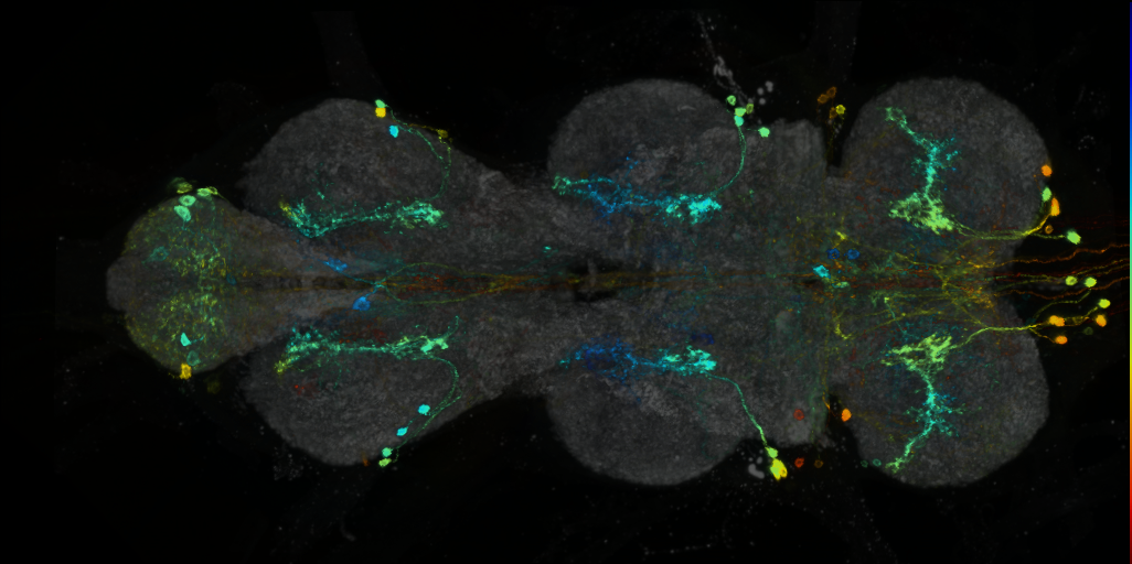 P{VT019330-GAL4} expression pattern