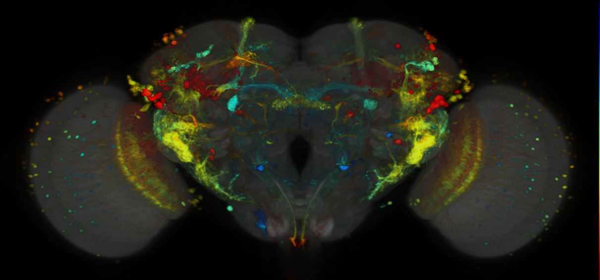 P{VT019398-GAL4} expression pattern