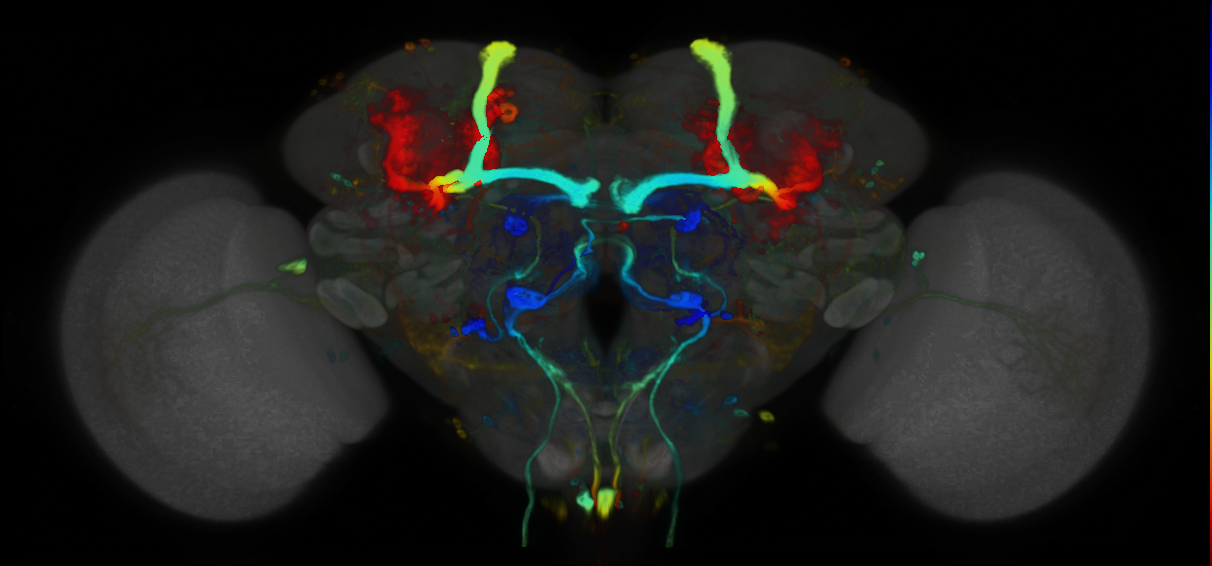 P{VT019422-GAL4} expression pattern