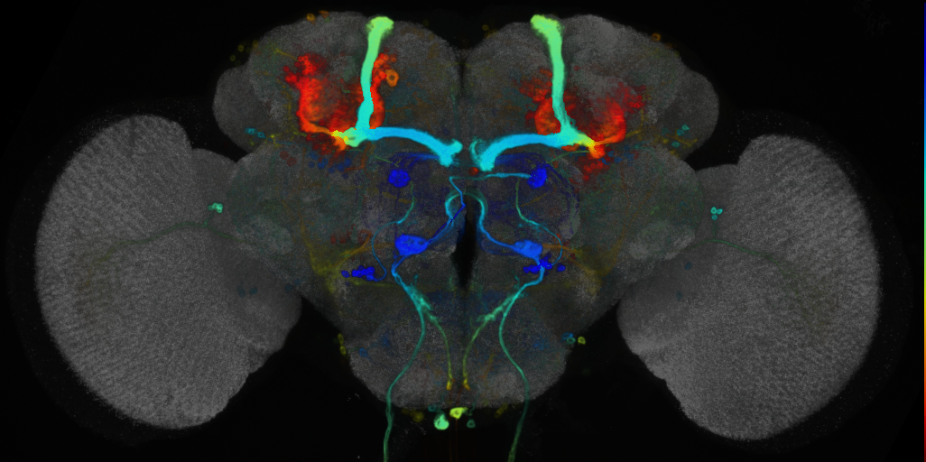 P{VT019422-GAL4} expression pattern