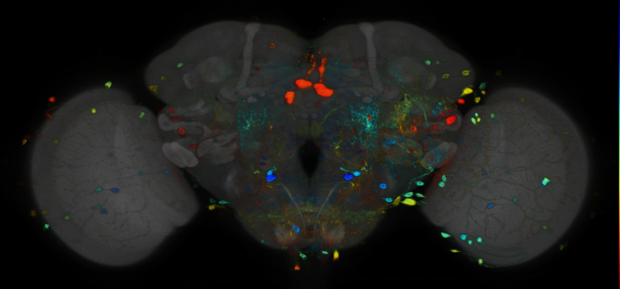 P{VT019434-GAL4} expression pattern