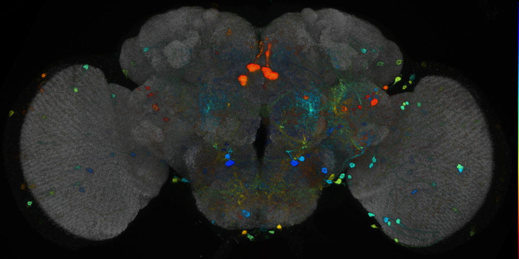 P{VT019434-GAL4} expression pattern