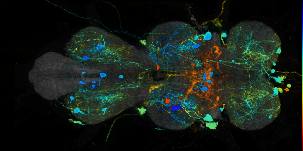 P{VT019434-GAL4} expression pattern