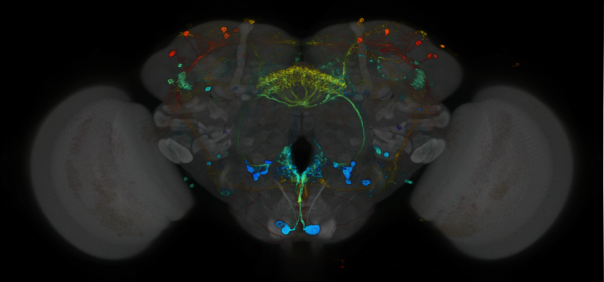 P{VT019729-GAL4} expression pattern