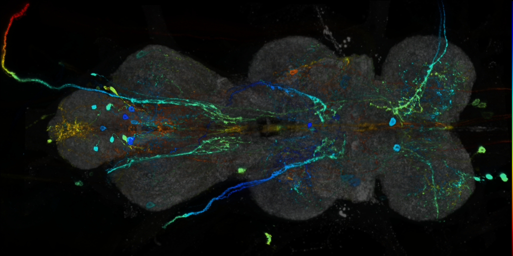 P{VT019729-GAL4} expression pattern