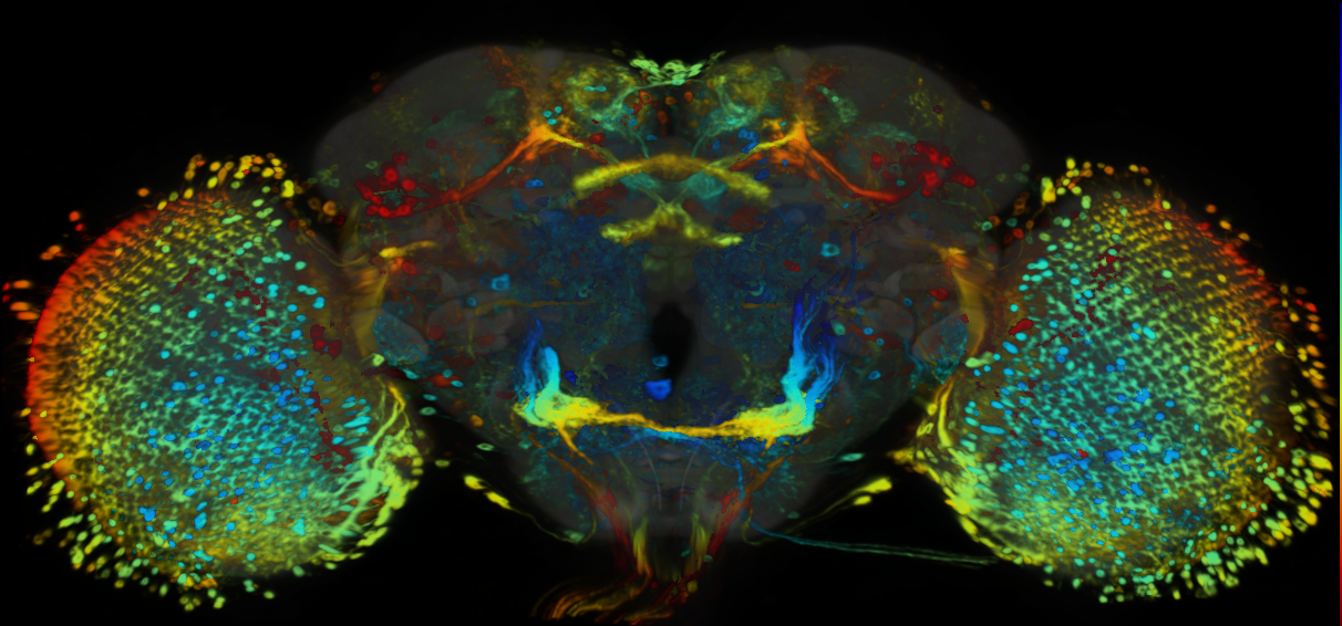 P{VT019742-GAL4} expression pattern