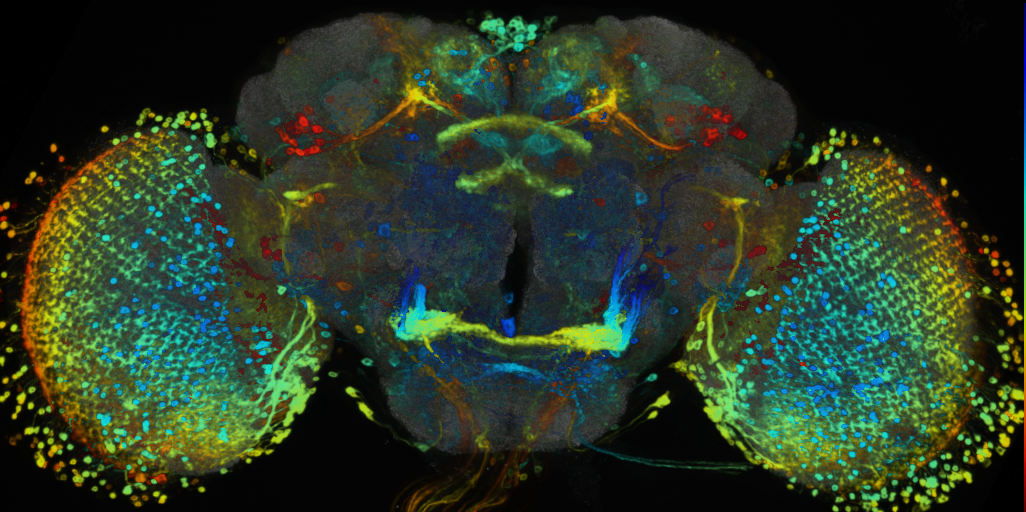 P{VT019742-GAL4} expression pattern