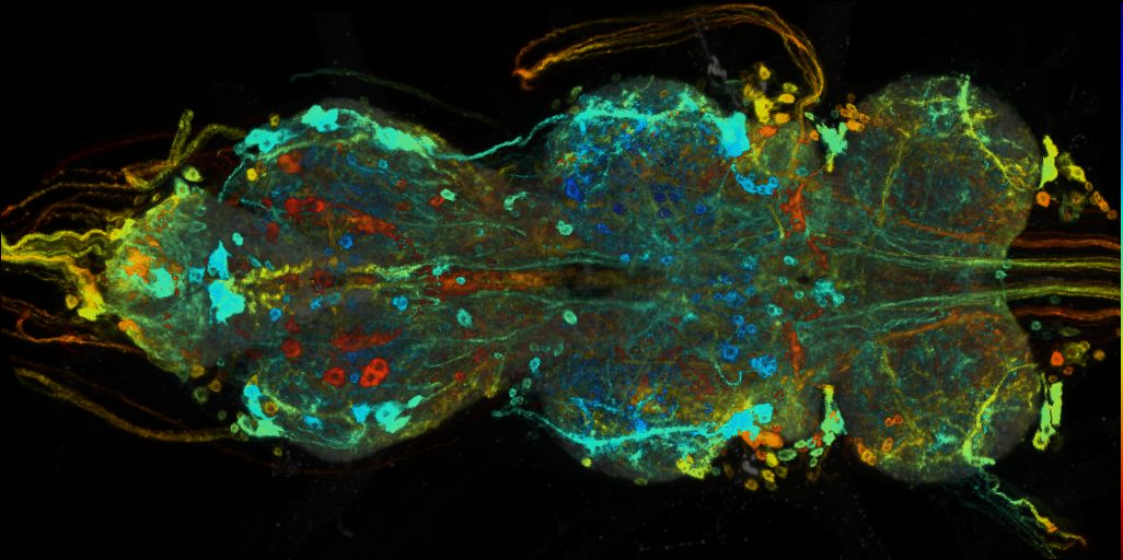 P{VT019742-GAL4} expression pattern