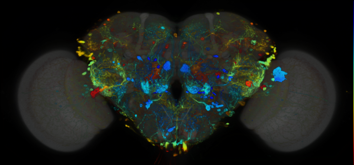 P{VT019758-GAL4} expression pattern