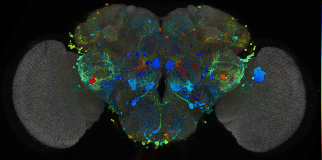 P{VT019758-GAL4} expression pattern