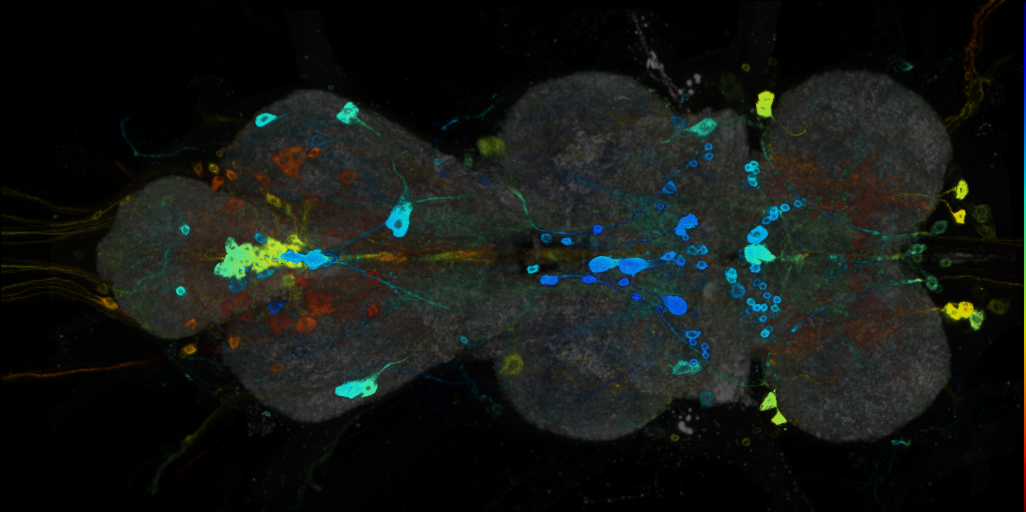 P{VT019758-GAL4} expression pattern