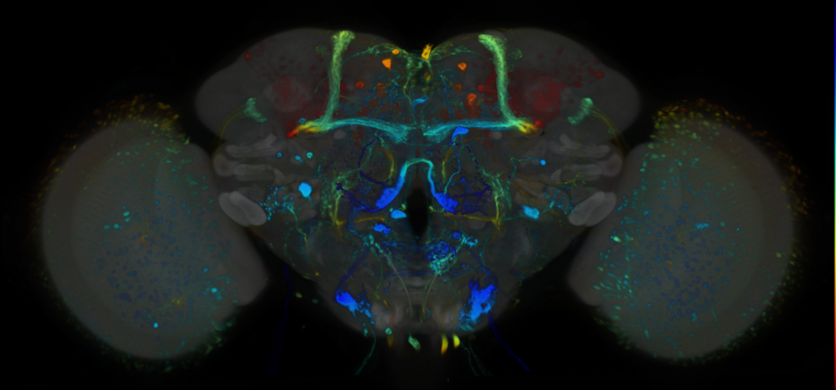 P{VT019896-GAL4} expression pattern