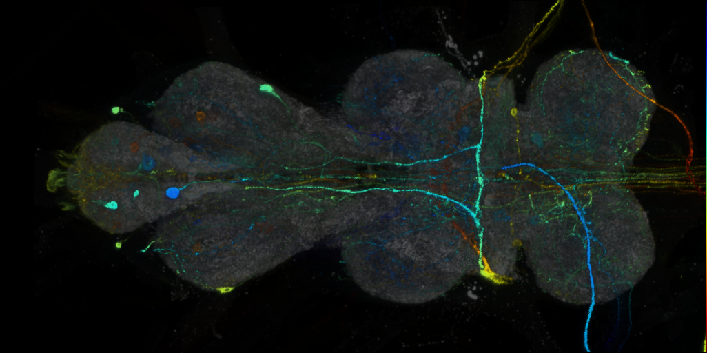P{VT019896-GAL4} expression pattern