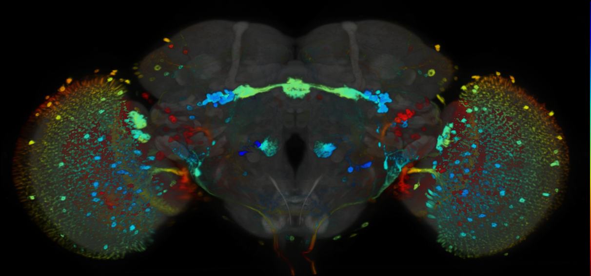 P{VT020036-GAL4} expression pattern