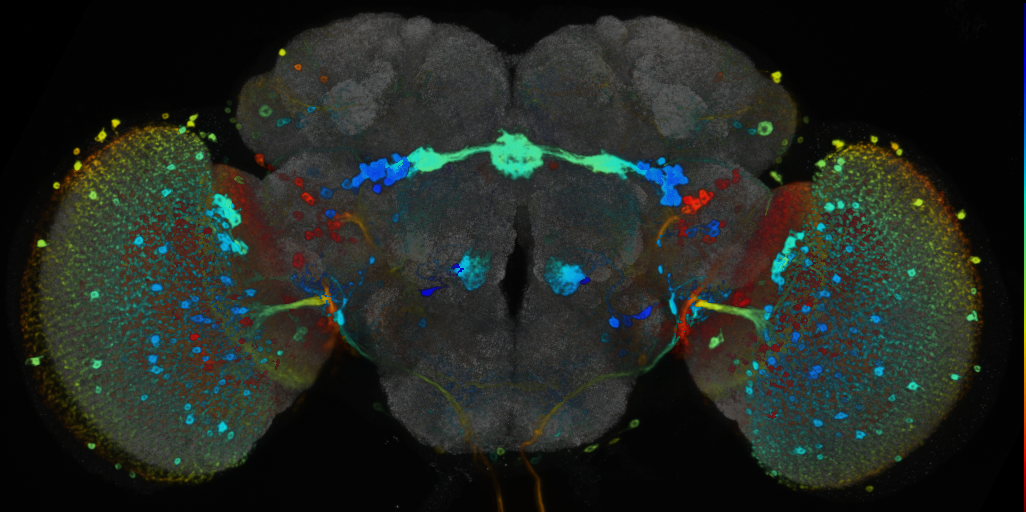 P{VT020036-GAL4} expression pattern
