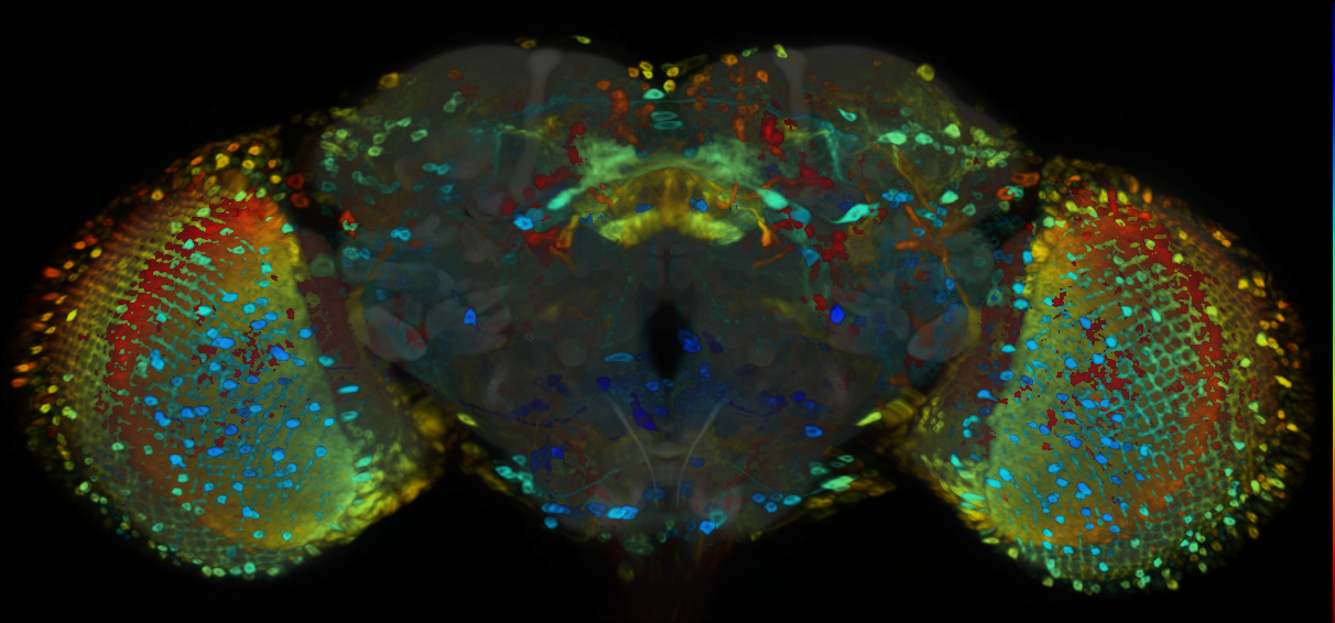 P{VT020371-GAL4} expression pattern