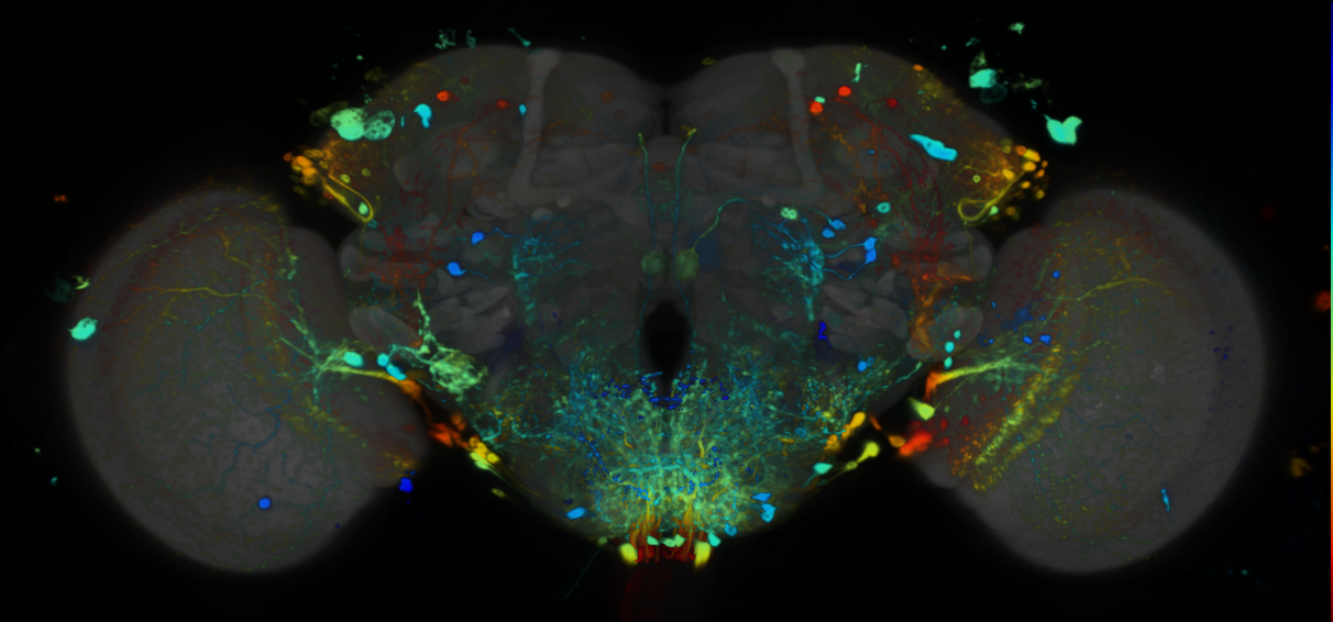 P{VT020742-GAL4} expression pattern