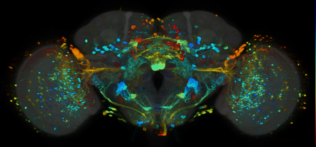 P{VT020824-GAL4} expression pattern