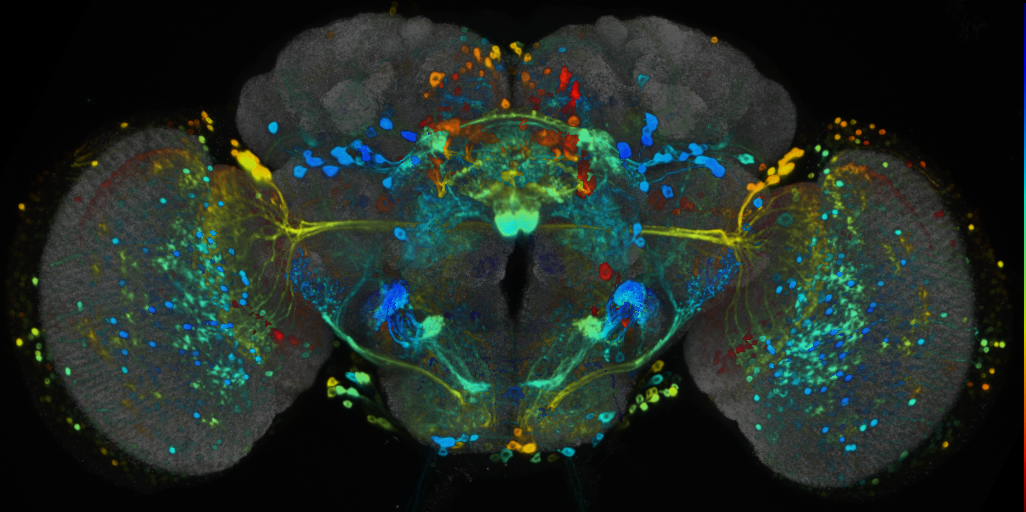 P{VT020824-GAL4} expression pattern