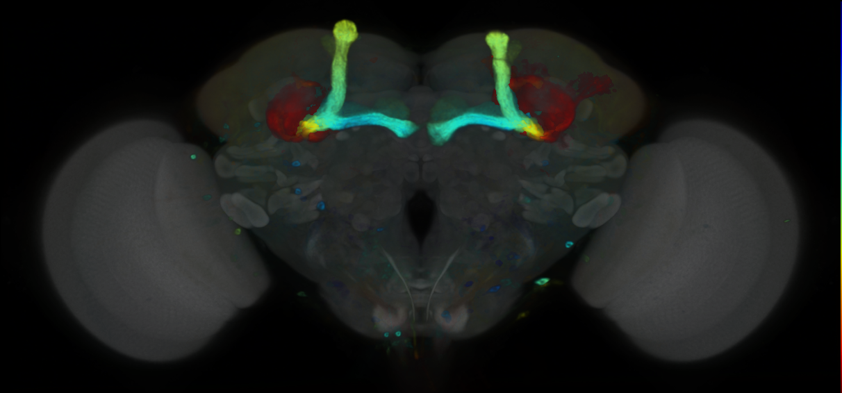 P{VT021015-GAL4} expression pattern
