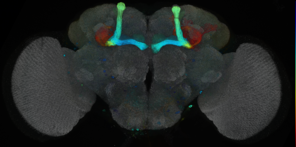 P{VT021015-GAL4} expression pattern