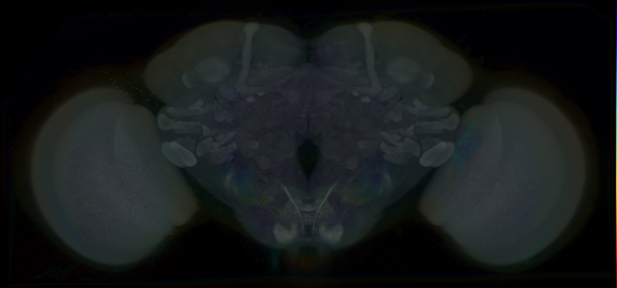 P{VT021725-GAL4} expression pattern