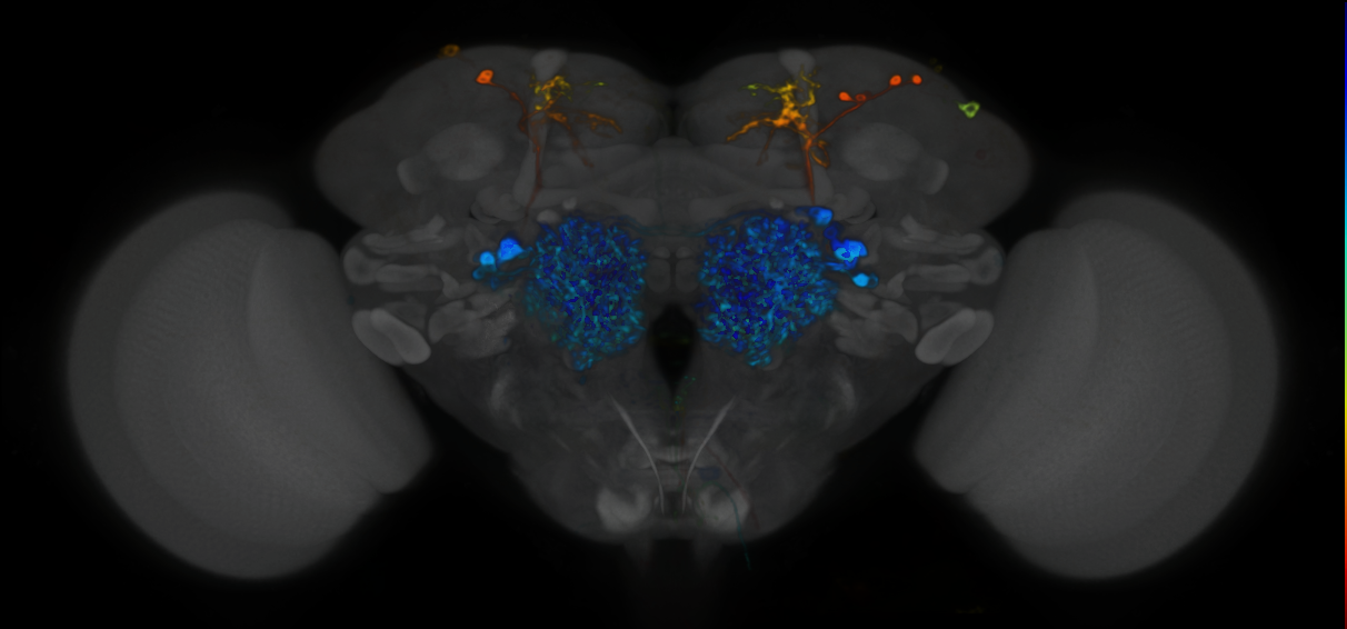 P{VT021844-GAL4} expression pattern