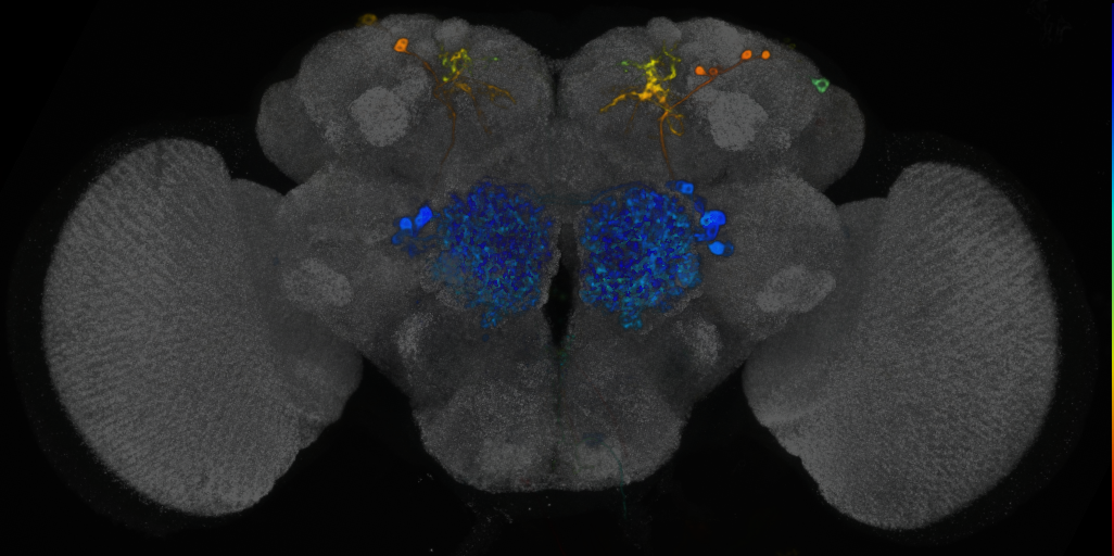 P{VT021844-GAL4} expression pattern