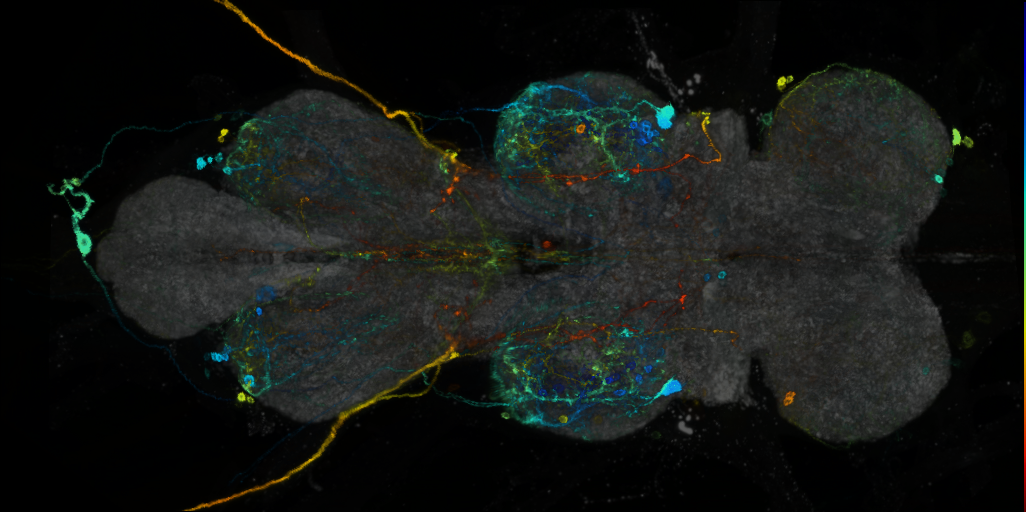 P{VT021844-GAL4} expression pattern
