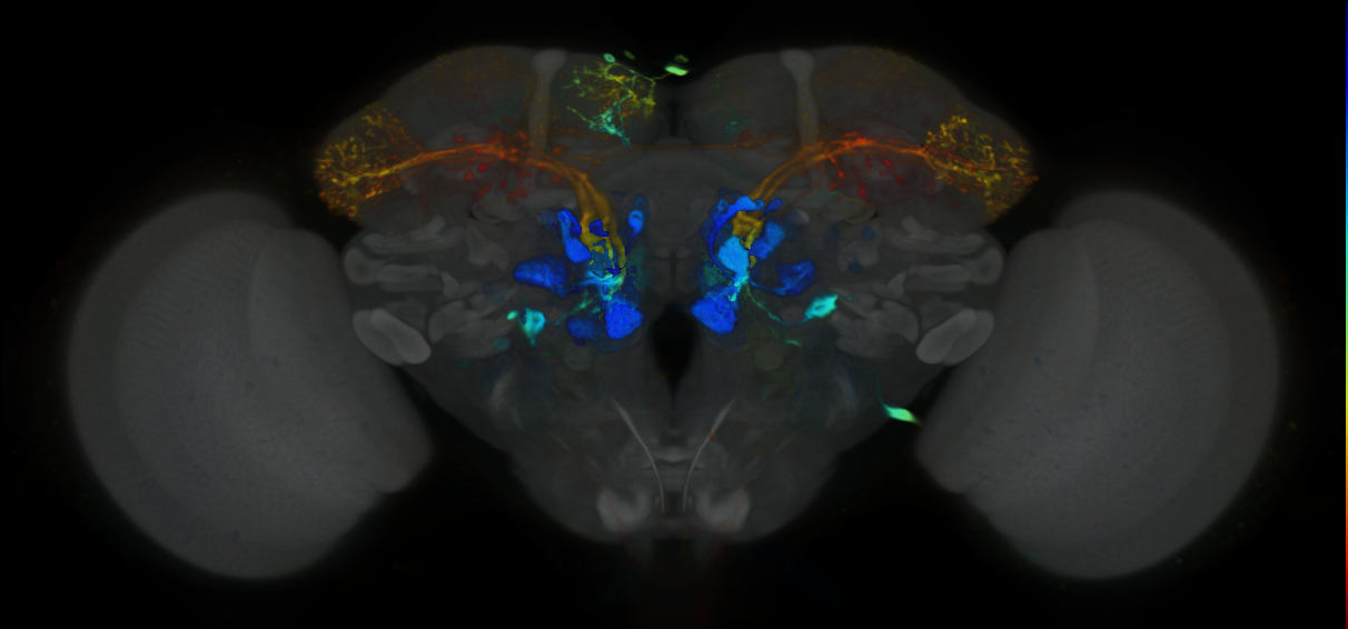 P{VT022004-GAL4} expression pattern