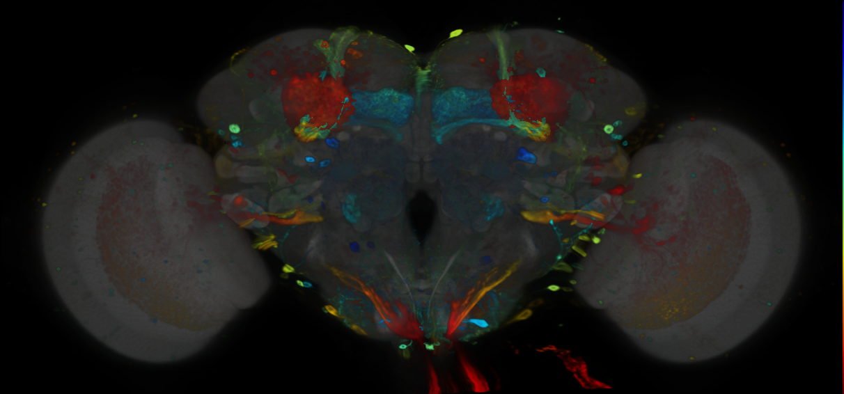 P{VT023561-GAL4} expression pattern