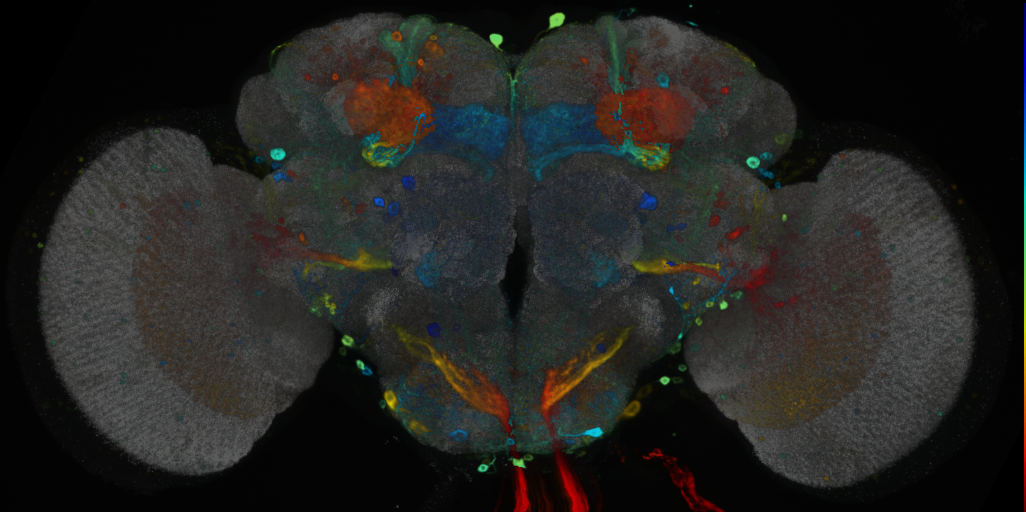P{VT023561-GAL4} expression pattern