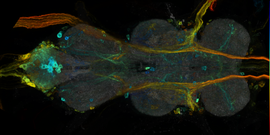 P{VT023561-GAL4} expression pattern