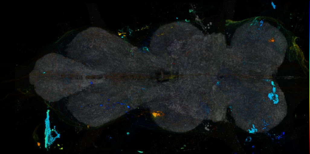 P{VT023564-GAL4} expression pattern