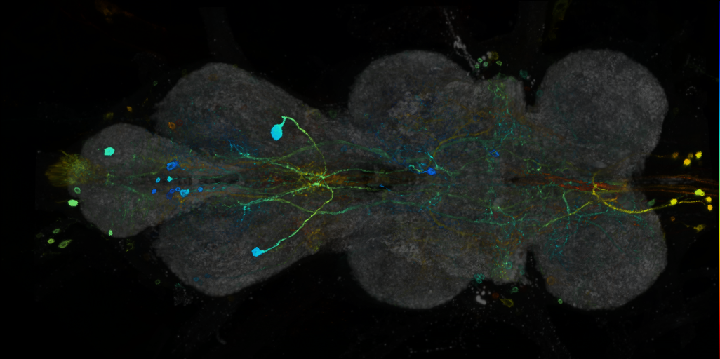 P{VT023796-GAL4} expression pattern