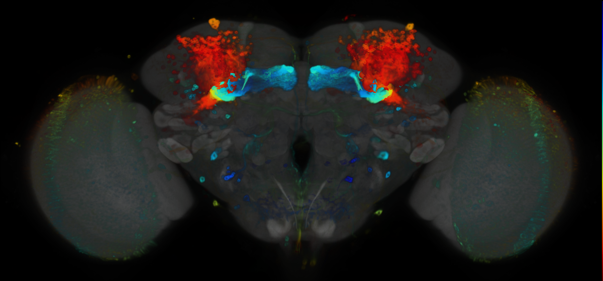 P{VT023797-GAL4} expression pattern