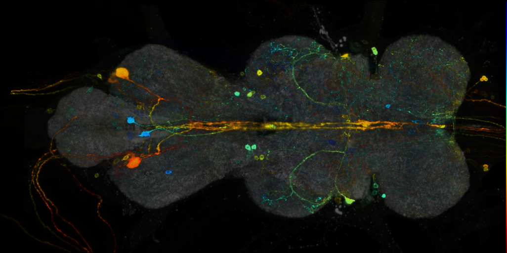 P{VT023797-GAL4} expression pattern