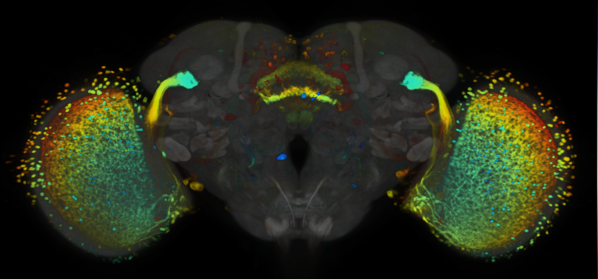 P{VT023810-GAL4} expression pattern