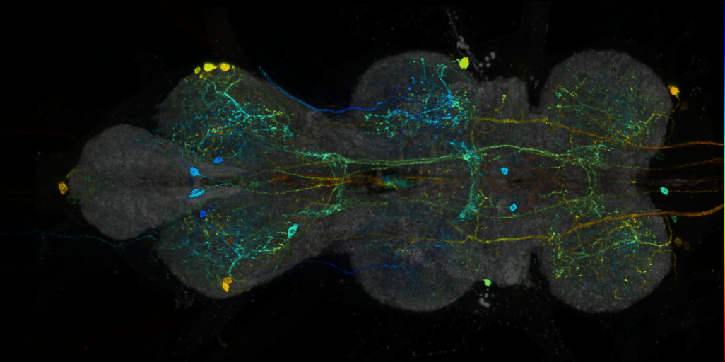 P{VT023810-GAL4} expression pattern