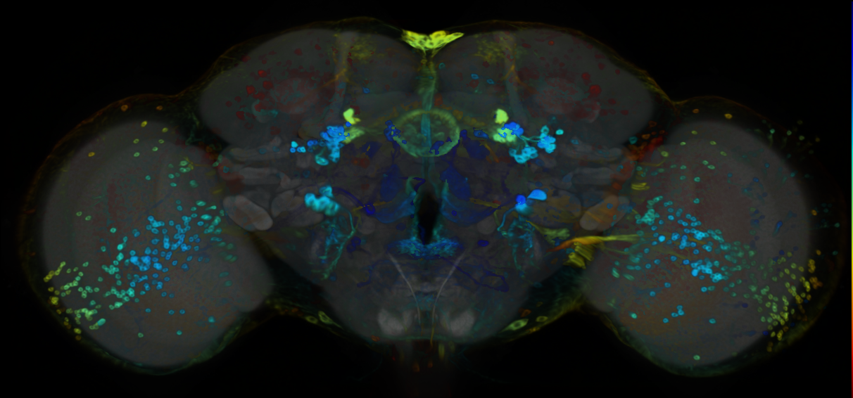 P{VT023820-GAL4} expression pattern
