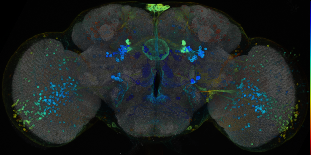 P{VT023820-GAL4} expression pattern