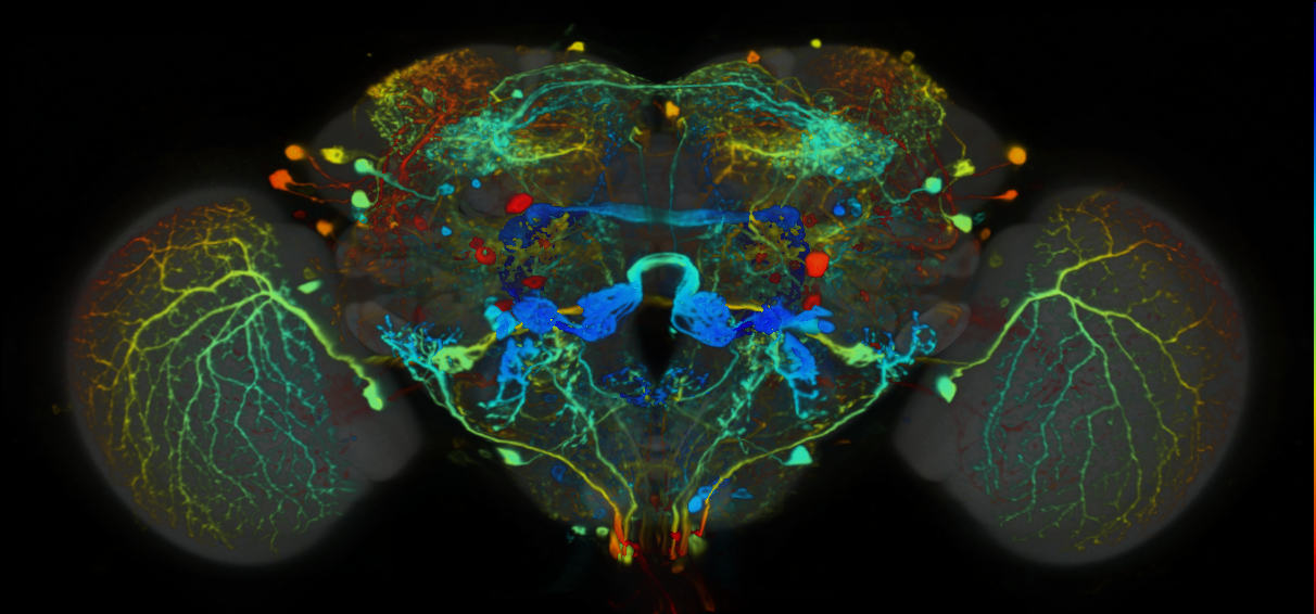 P{VT023830-GAL4} expression pattern