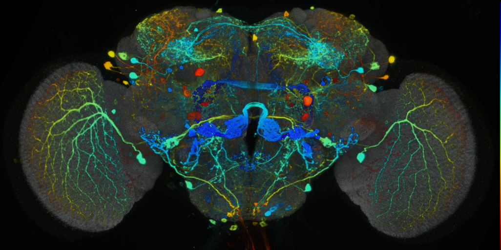 P{VT023830-GAL4} expression pattern