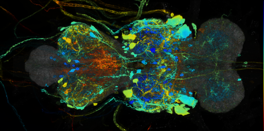 P{VT023830-GAL4} expression pattern
