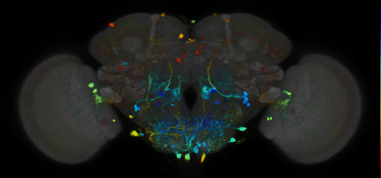 P{VT024603-GAL4} expression pattern