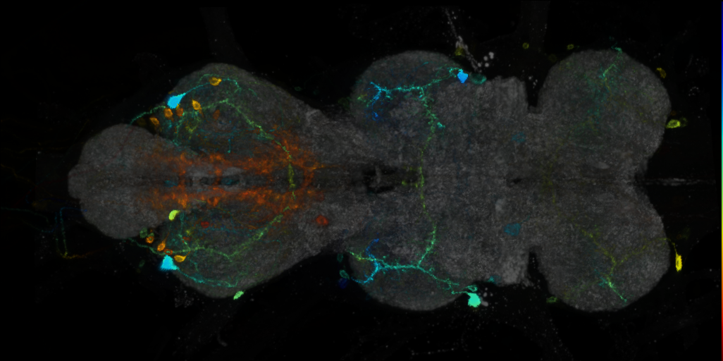P{VT024603-GAL4} expression pattern